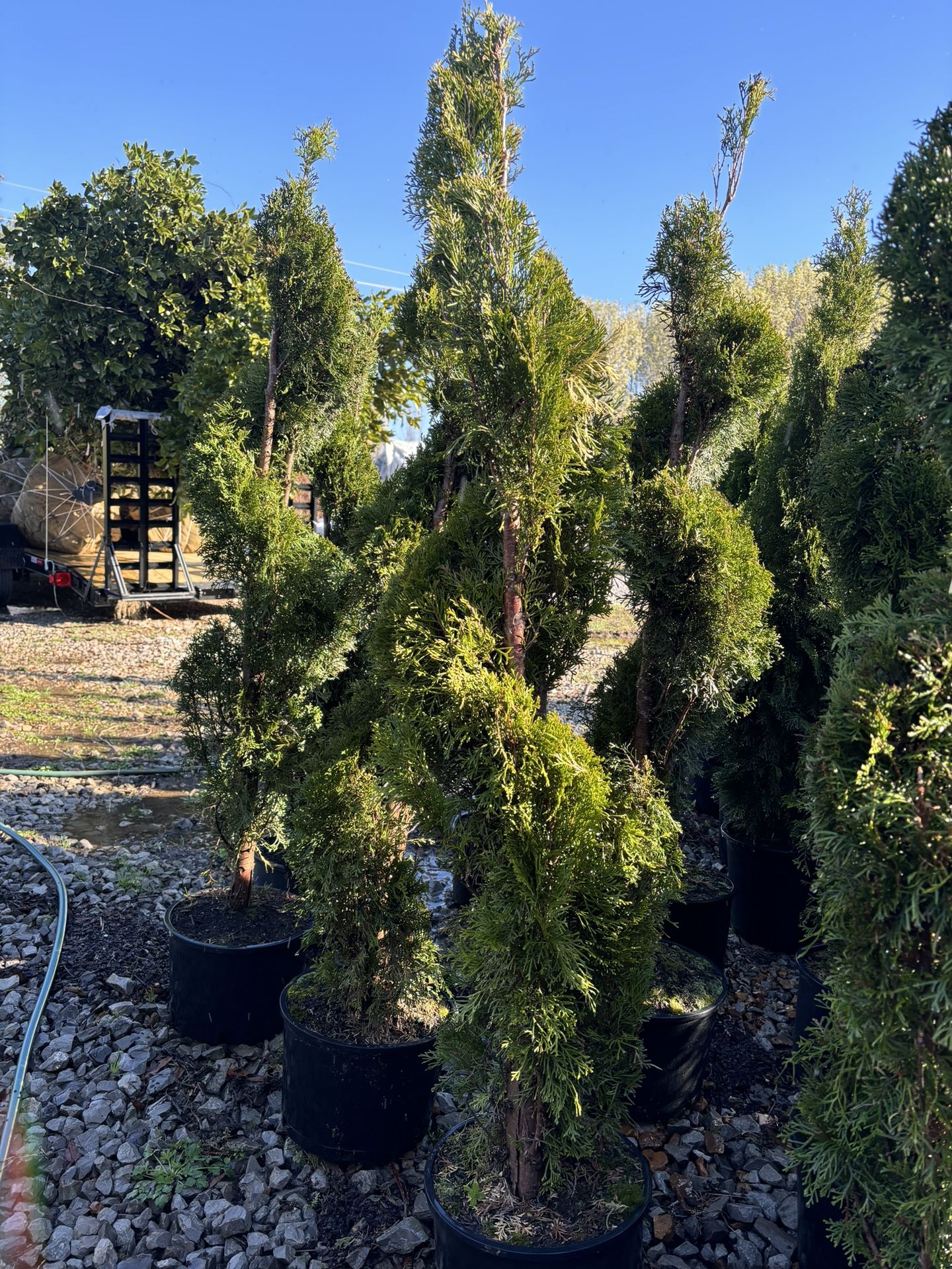 Plants