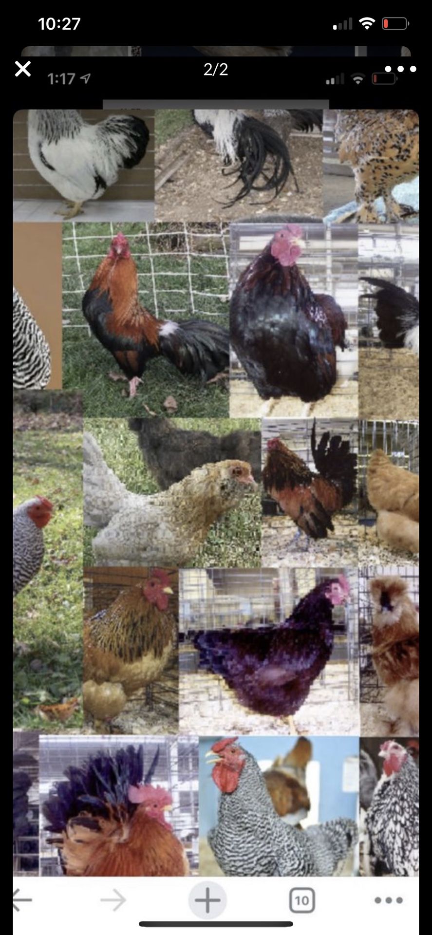 Chicken
