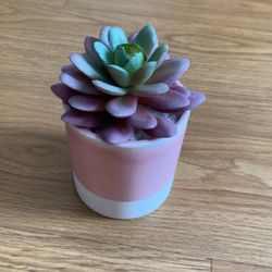 Fake Succulent Plant 