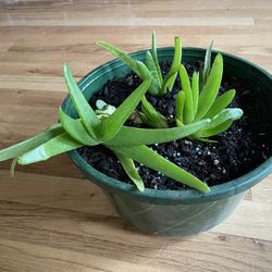 Aloe
