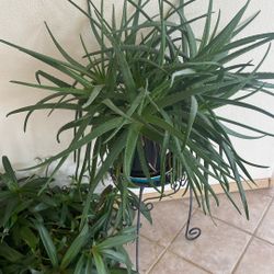 Multiple Aloe Vera Plants 