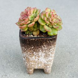 Succulents plants 🪴 （Echeveria 'Rolly'）