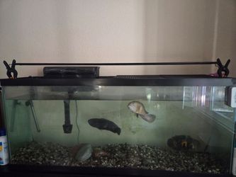 Fish tank