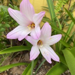 Pink Rain Lilies 