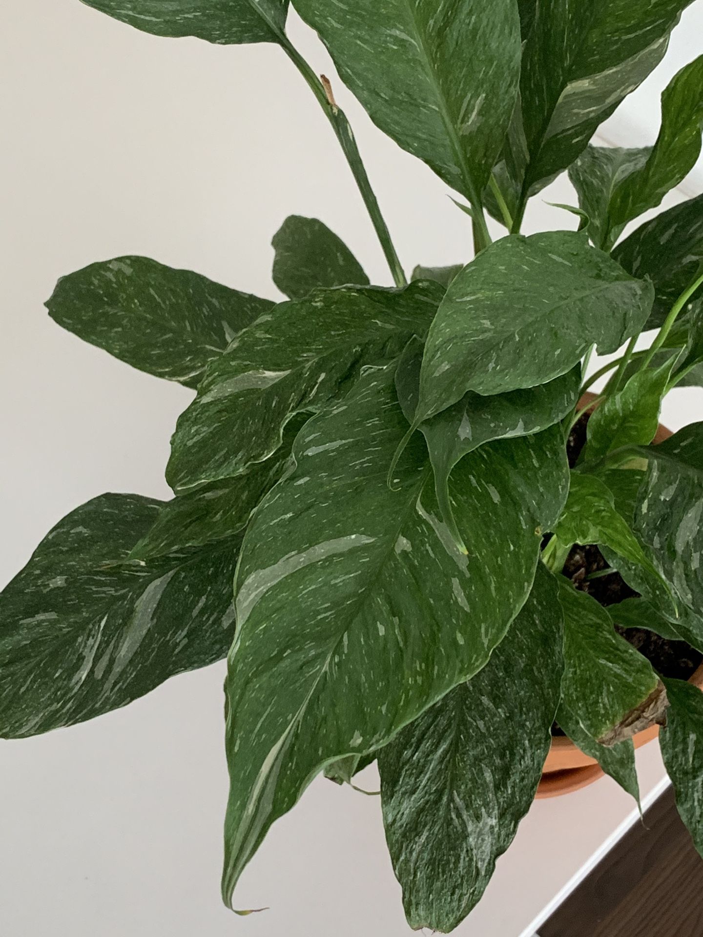 Beautiful Variegated Peace Lily w/ Terra Cotta Pot