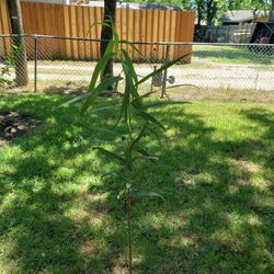 Arbol de Sauce , Willow Tree