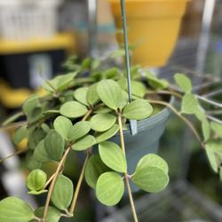 Peperomia Hope In 6 Inches Hanger Po