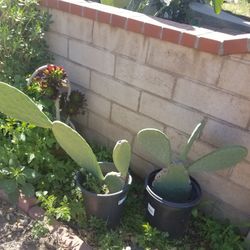 Cactus/ Nopal plants, edible, tasty & healthy 