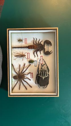 Framed Insect Taxidermy Display Box