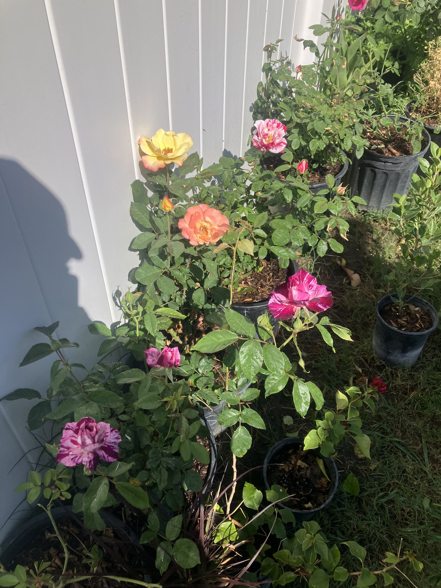 Rose bush (exotics)