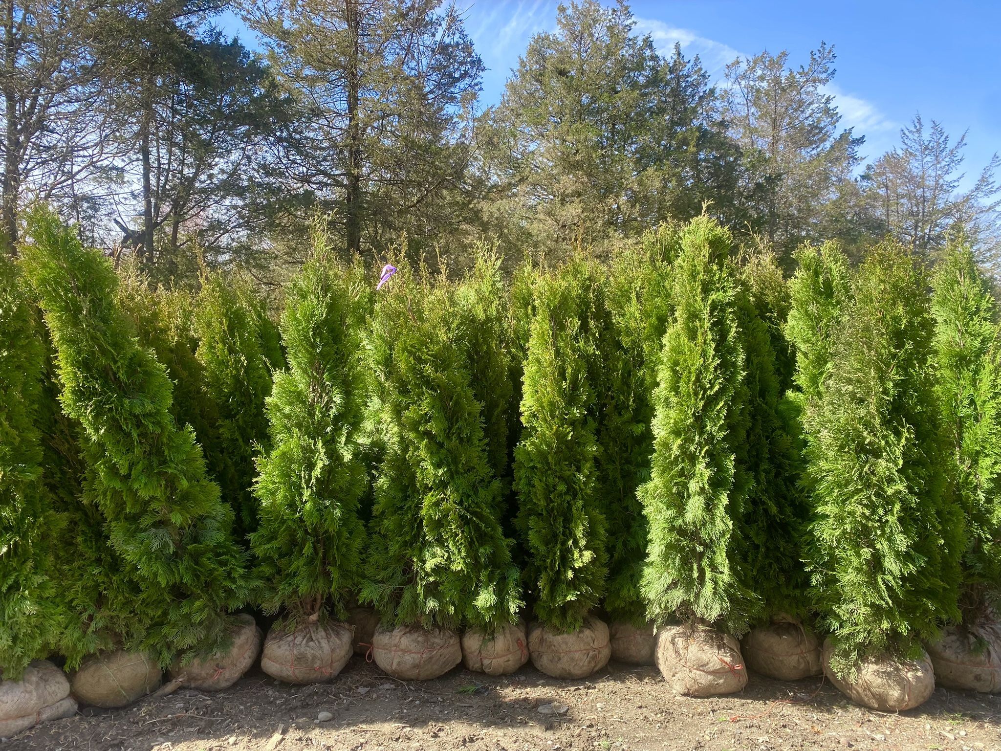 Privacy Tree Sale FREE DELIVERY! Emerald Green & Green Giants 