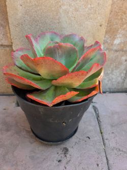 Suculent Plant