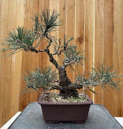 Japanese black pine /fat trunk