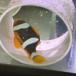 Clark Clown Fish 3 Inches Fake Decoration. 