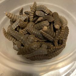 Black Soldier Fly Larvae Grubs
