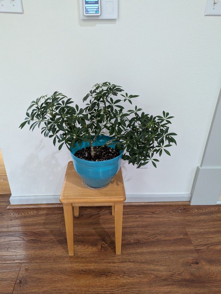 Schefflera (Umbrella Plant)