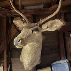 Deer Heads