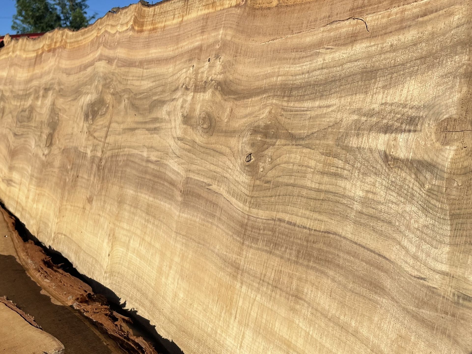 Myrtlewood Live Edge Slabs