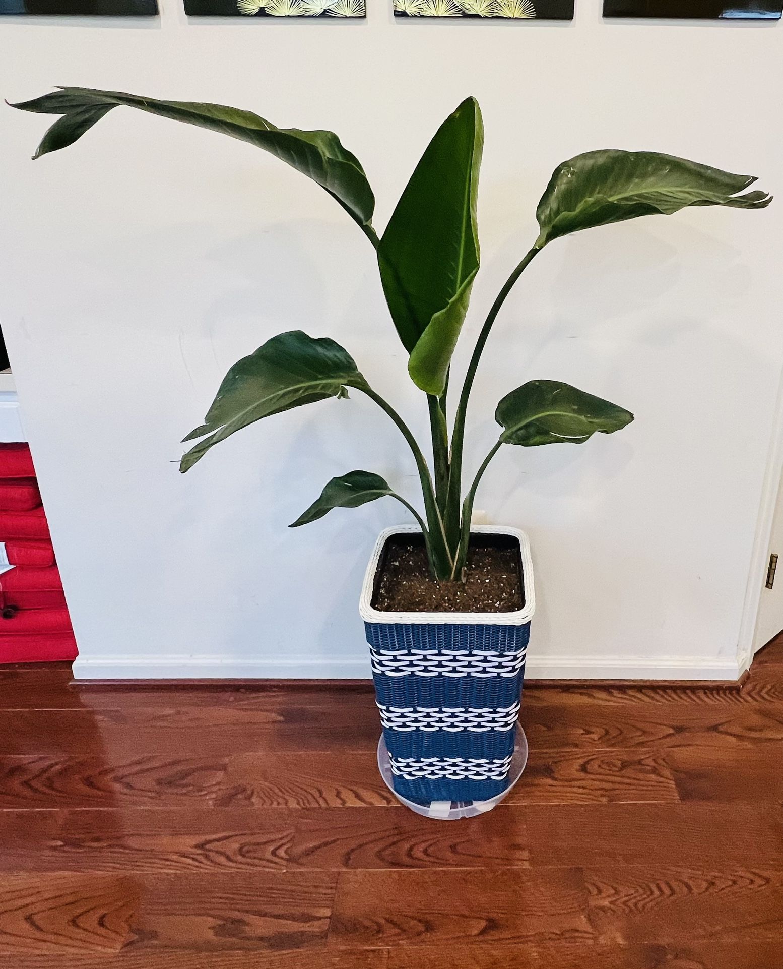 Indoor Plant- 4ft tall Bird of Paradise in Coastal Styled Pot