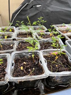 Baby honey mesquite trees