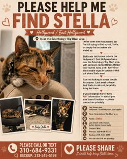 🐾 PLEASE HELP ME FIND STELLA — EAST HOLLYWOOD / HOLLYWOOD 🐾