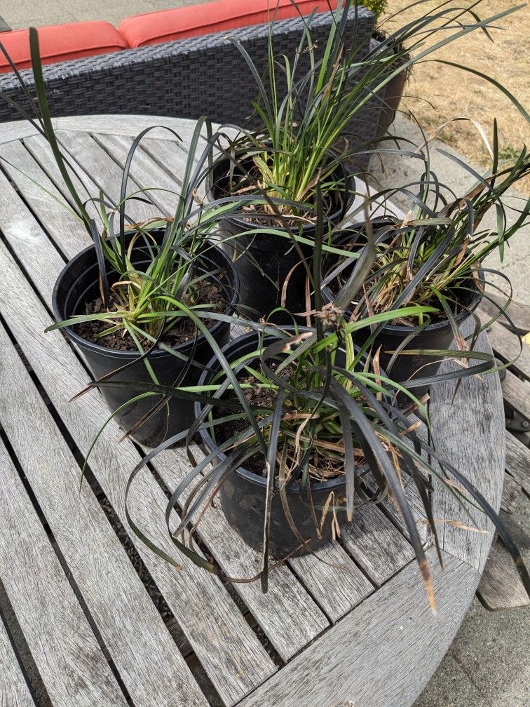 Black Mondo Grass