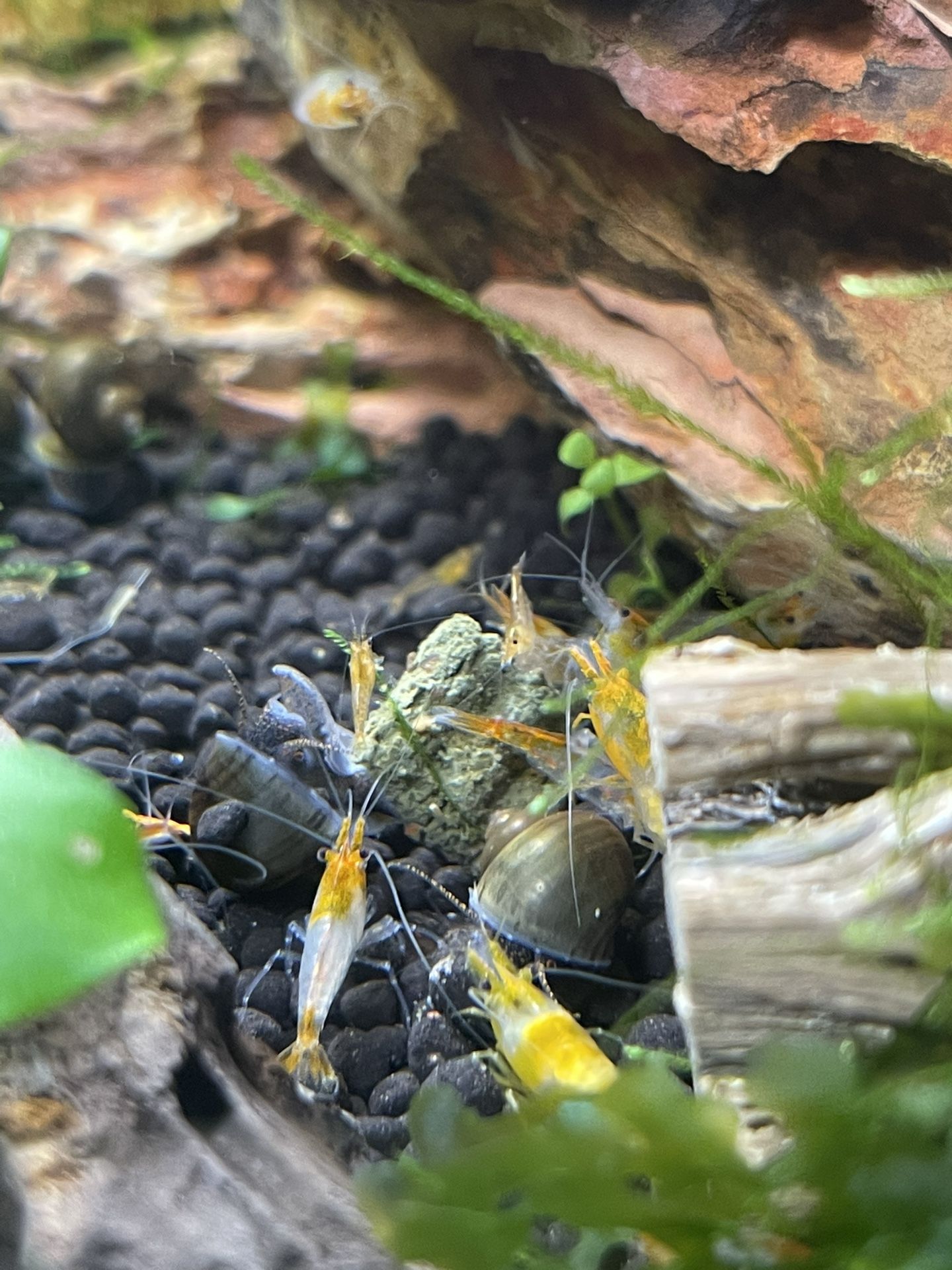 Shrimp Tank Decor