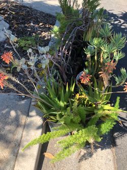 Succulent Plants in pots—large variety