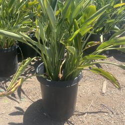Bird Of Paradise 15 Gallon