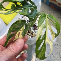 Monstera Adansonii Albo Exact Plant