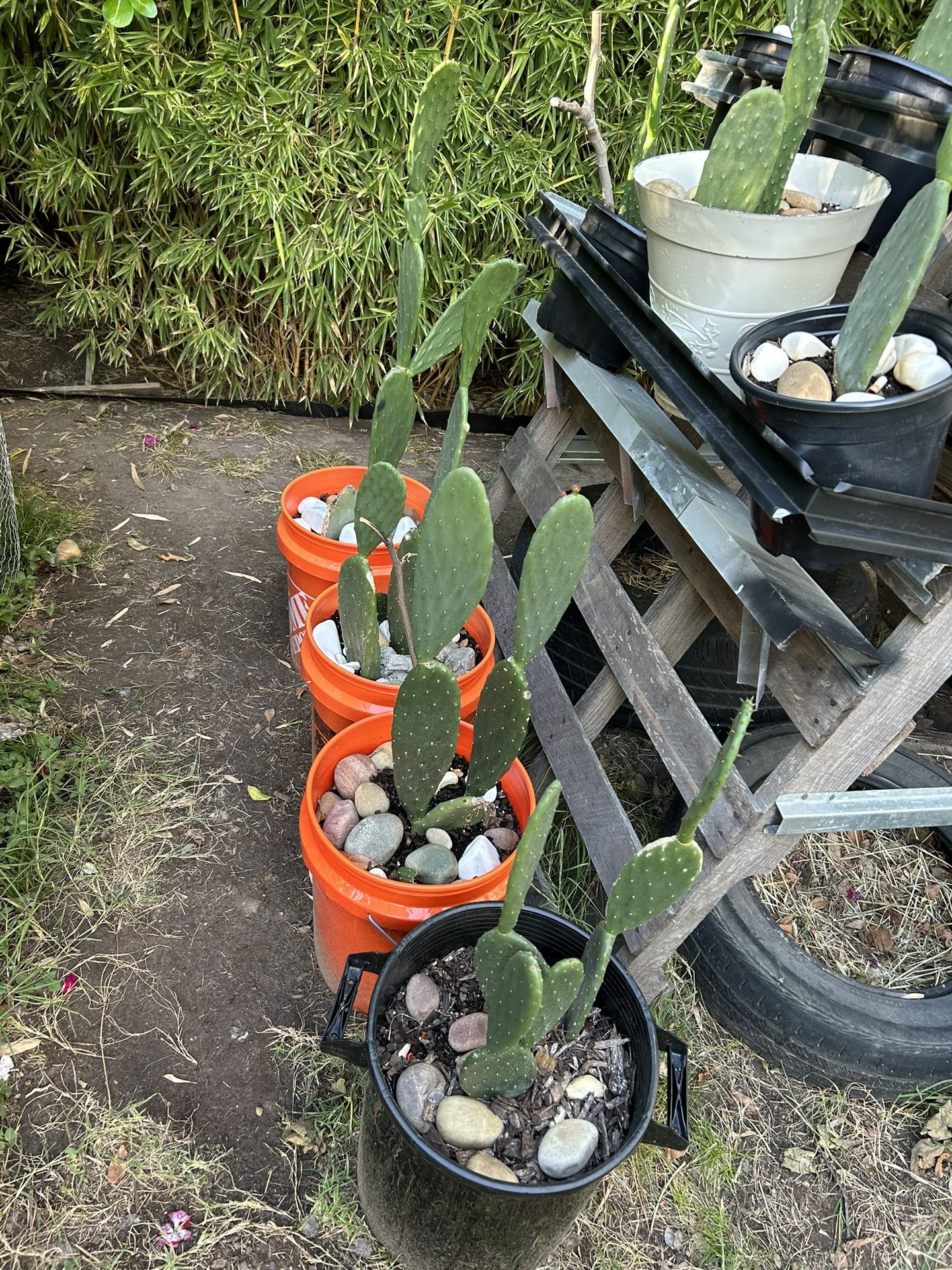 Nopales De California