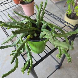 Stapelia Orbea