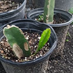 Pitahaya 🪴🌵Fruta -Leer👇🏽👇🏽👇🏽👇🏽👇🏽