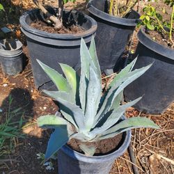 Agave Blue Americana