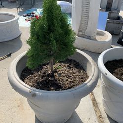 Plants 