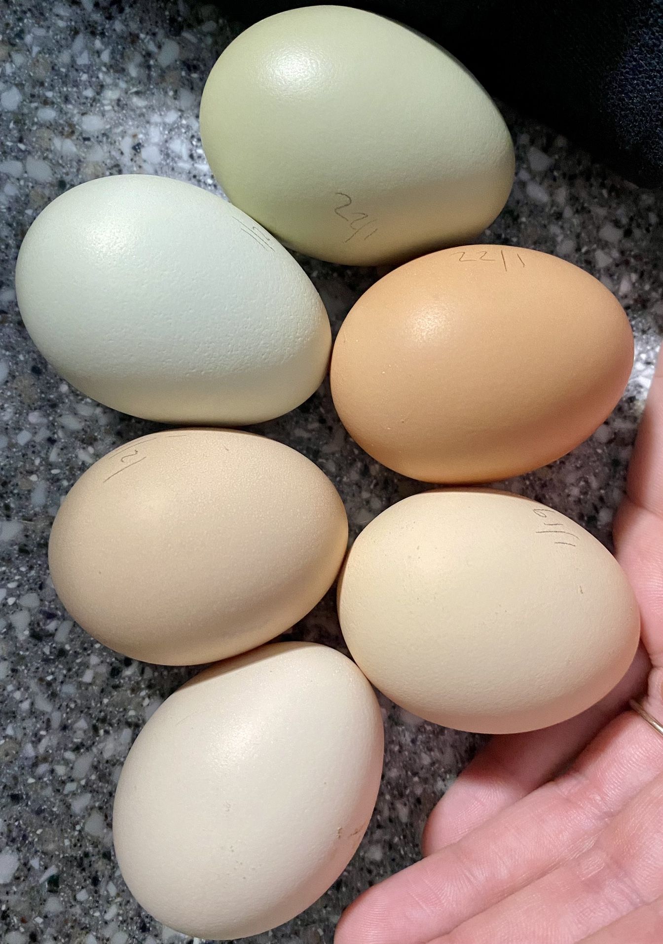 Farm Fresh Eggs