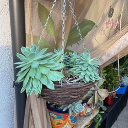 Hanging Succulents