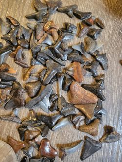 SHARK TEETH