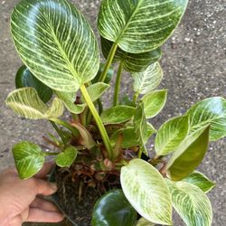 6” pot Super full (~10 plants in this pot) philodendron birkin, exact plant; now$30/was$40 95820 Price Firm