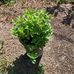 planta de llerbabuena