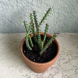 Euphorbia  Aeruginosa Plant 