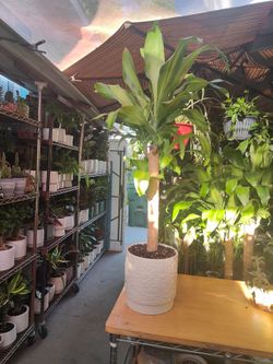 Dracaena Cane Plant