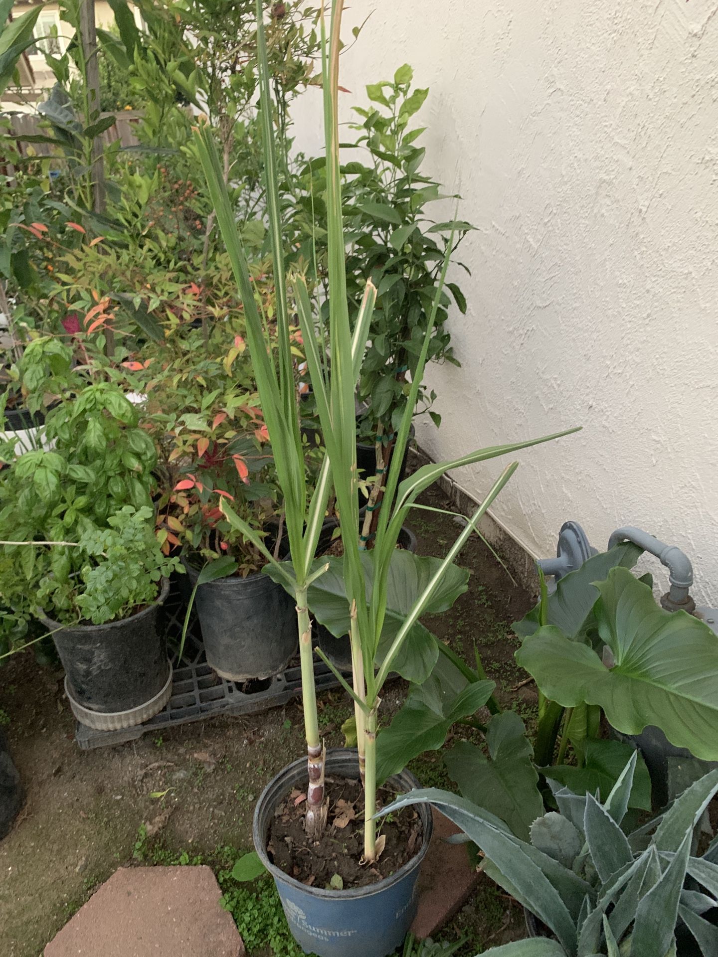 Sugar Cane Plants in 3 Gallon pot Multiple plants in pot Sugarcane Plant Around 5 FT Tall Cash only Pick up in North San Jose, by appointment only