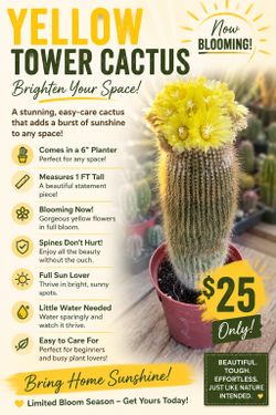 Yellow tower cactus 🌵🌼