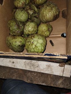 Chirimoyas $4 Dólares La Libra Passion Fruit $2 Dólares La Libra Cherimoyas $4 per pound Passion Fruit $2 per pound