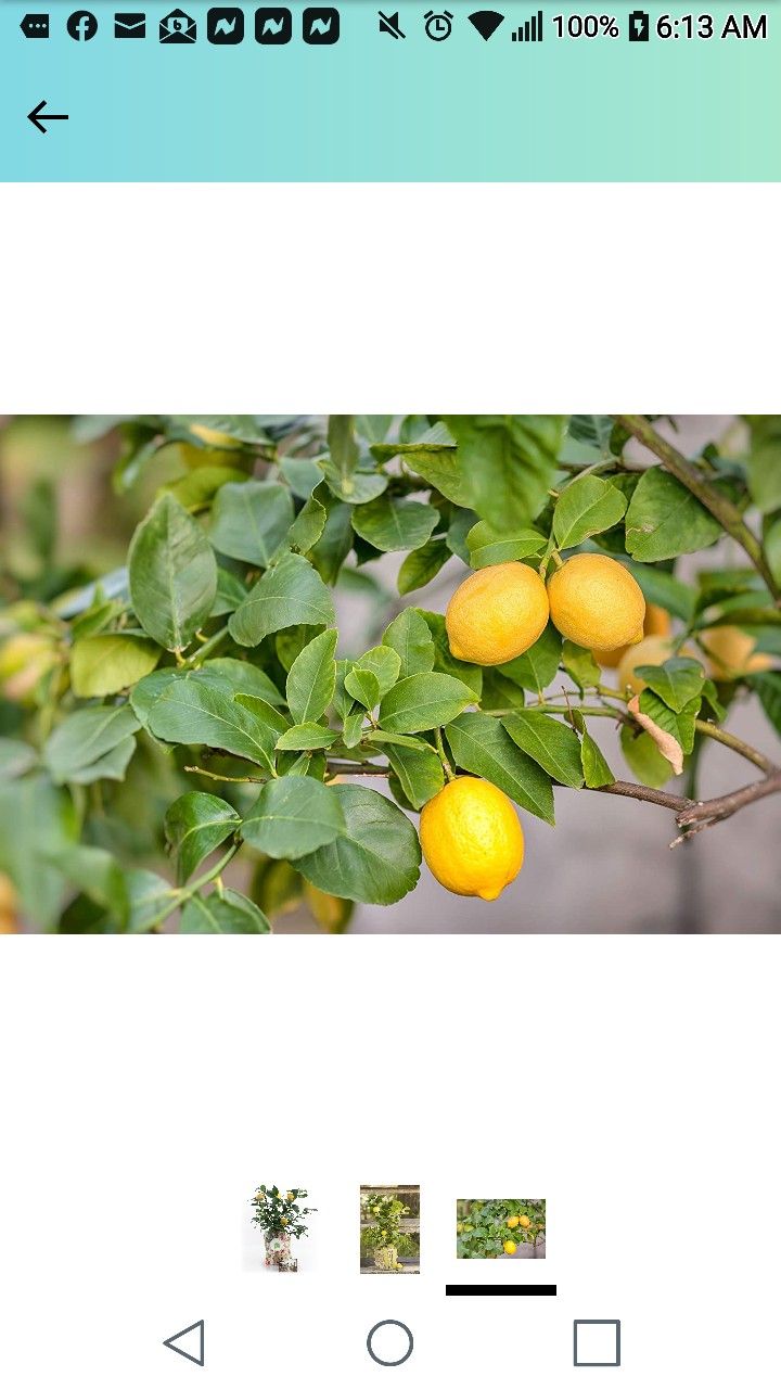 Improved Myer Lemon Starter Plant 1 Gallon