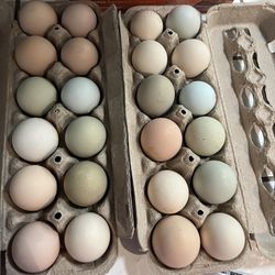 Fertilized  Chicken Eggs Mixed Flock 