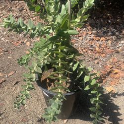Flame Giant Leucadendron