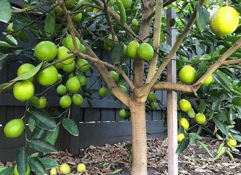 Green Bearss Limes Trees / Arboles De Limón verde sin semilla $45.00 each