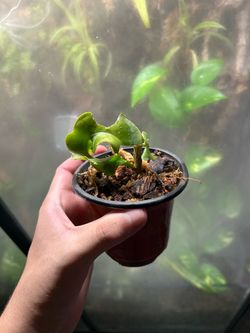 Epiphyllum Guatemalense